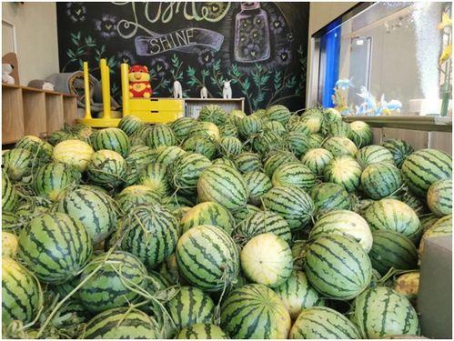 今日吃瓜官网,揭秘娱乐圈最新热点，带你畅游八卦海洋