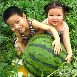 热门大瓜每日大赛 网红黑料在线,热门大瓜每日大赛，黑料在线狂欢